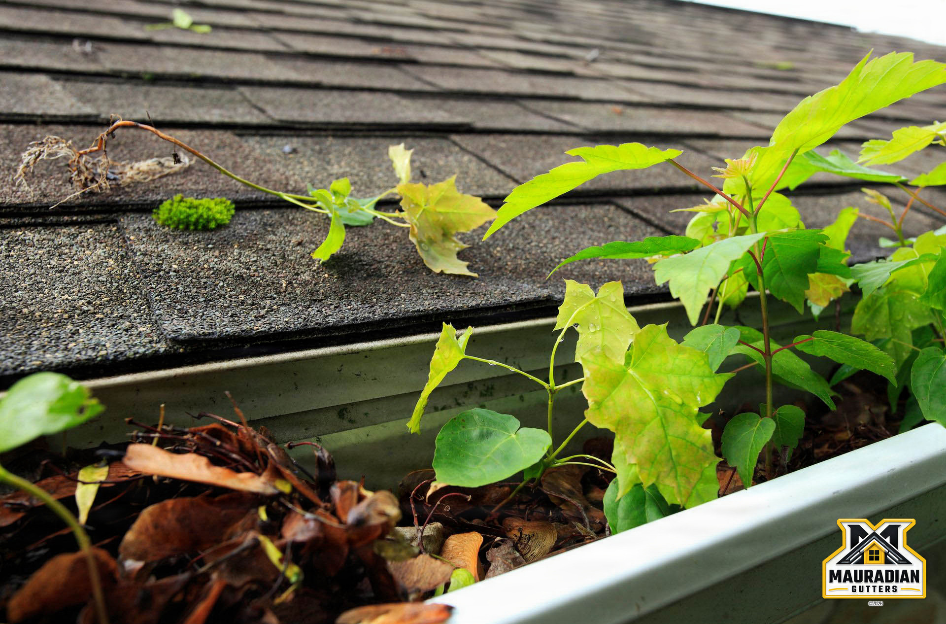 Gutter Cleaning